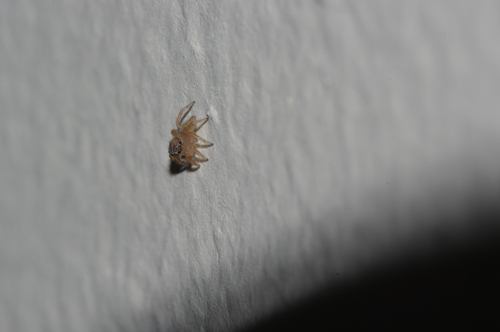 Giovane Salticidae
